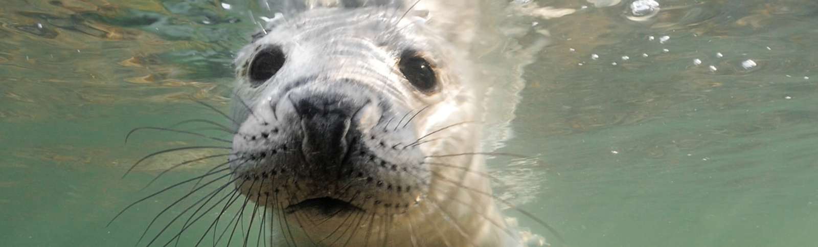 wild baltic series between estonia and finland kuva christoph hauschild